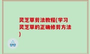 灵芝草剪法教程(学习灵芝草的正确修剪方法)