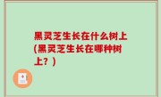 黑灵芝生长在什么树上(黑灵芝生长在哪种树上？)