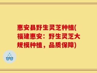 惠安县野生灵芝种植(福建惠安：野生灵芝大规模种植，品质保障)