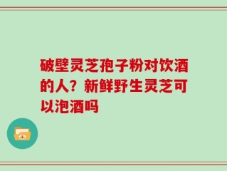 破壁灵芝孢子粉对饮酒的人？新鲜野生灵芝可以泡酒吗