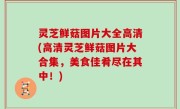 灵芝鲜菇图片大全高清(高清灵芝鲜菇图片大合集，美食佳肴尽在其中！)