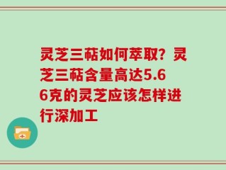 灵芝三萜如何萃取？灵芝三萜含量高达5.66克的灵芝应该怎样进行深加工