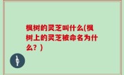枫树的灵芝叫什么(枫树上的灵芝被命名为什么？)