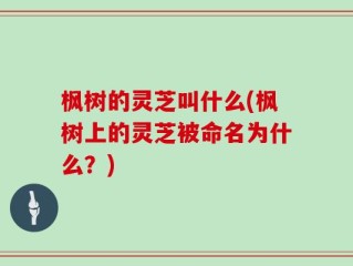 枫树的灵芝叫什么(枫树上的灵芝被命名为什么？)