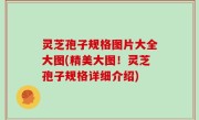 灵芝孢子规格图片大全大图(精美大图！灵芝孢子规格详细介绍)