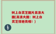 树上白灵芝图片高清大图(高清大图：树上白灵芝惊艳亮相！)
