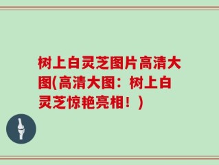 树上白灵芝图片高清大图(高清大图：树上白灵芝惊艳亮相！)