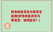 野生树舌灵芝与草灵芝区别(野生树舌灵芝与草灵芝：如何区分？)