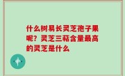 什么树易长灵芝孢子果呢？灵芝三萜含量最高的灵芝是什么