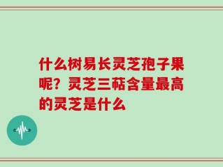 什么树易长灵芝孢子果呢？灵芝三萜含量最高的灵芝是什么