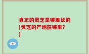 真正的灵芝是哪里长的(灵芝的产地在哪里？)