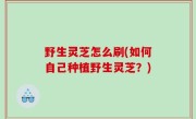 野生灵芝怎么刷(如何自己种植野生灵芝？)