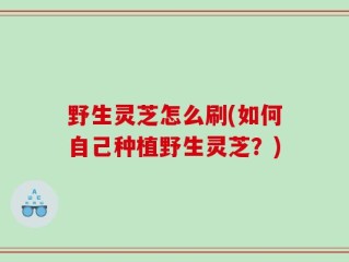 野生灵芝怎么刷(如何自己种植野生灵芝？)