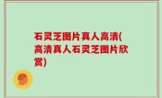石灵芝图片真人高清(高清真人石灵芝图片欣赏)