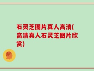 石灵芝图片真人高清(高清真人石灵芝图片欣赏)