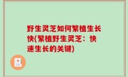 野生灵芝如何繁植生长快(繁植野生灵芝：快速生长的关键)