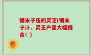 锯末子压的灵芝(锯末子汁，灵芝产量大幅提高！)