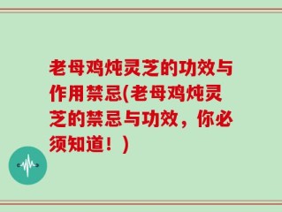 老母鸡炖灵芝的功效与作用禁忌(老母鸡炖灵芝的禁忌与功效，你必须知道！)