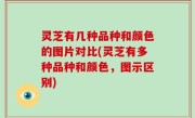 灵芝有几种品种和颜色的图片对比(灵芝有多种品种和颜色，图示区别)