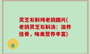 灵芝石斛炖老鸽图片(老鸽灵芝石斛汤：滋养佳肴，味美营养丰富)