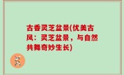 古香灵芝盆景(优美古风：灵芝盆景，与自然共舞奇妙生长)