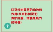 红豆杉树灵芝的功效和作用(红豆杉树灵芝：保护肝脏、增强免疫力的利器)