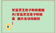 甘蓝灵芝孢子粉胶囊图片(甘蓝灵芝孢子粉胶囊  图片及功效解析)