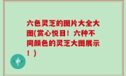 六色灵芝的图片大全大图(赏心悦目！六种不同颜色的灵芝大图展示！)