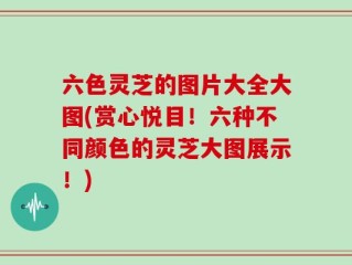 六色灵芝的图片大全大图(赏心悦目！六种不同颜色的灵芝大图展示！)