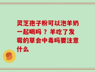 灵芝孢子粉可以泡羊奶一起喝吗 ？羊吃了发霉的草会中毒吗要注意什么