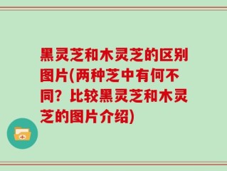 黑灵芝和木灵芝的区别图片(两种芝中有何不同？比较黑灵芝和木灵芝的图片介绍)