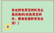 东北野生灵芝切片怎么是白色的(白色灵芝切片，原来也是野生东北货！)