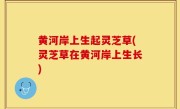 黄河岸上生起灵芝草(灵芝草在黄河岸上生长)