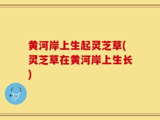 黄河岸上生起灵芝草(灵芝草在黄河岸上生长)