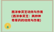 西洋参灵芝功效与作用(西洋参灵芝：两种神奇草药的功效与作用)