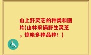 山上野灵芝的种类和图片(山林采摘野生灵芝，惊艳多种品种！)