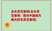 合头灵芝基地(合头灵芝基地：探访中国南方最大野生灵芝基地)