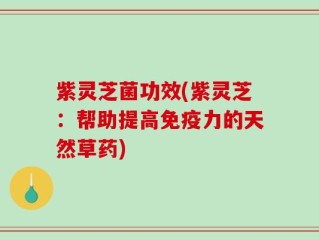 紫灵芝菌功效(紫灵芝：帮助提高免疫力的天然草药)