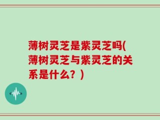 薄树灵芝是紫灵芝吗(薄树灵芝与紫灵芝的关系是什么？)