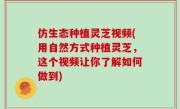 仿生态种植灵芝视频(用自然方式种植灵芝，这个视频让你了解如何做到)