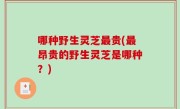 哪种野生灵芝最贵(最昂贵的野生灵芝是哪种？)