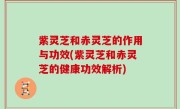 紫灵芝和赤灵芝的作用与功效(紫灵芝和赤灵芝的健康功效解析)