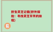 野生灵芝记载(野外探险：寻找灵芝芬芳的旅程)