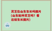 灵芝在山东生长吗图片(山东能种灵芝吗？看这组生长图片)