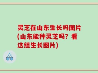 灵芝在山东生长吗图片(山东能种灵芝吗？看这组生长图片)