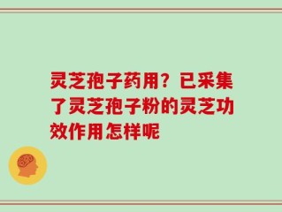 灵芝孢子药用？已采集了灵芝孢子粉的灵芝功效作用怎样呢
