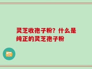 灵芝收孢子粉？什么是纯正的灵芝孢子粉