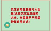 灵芝食用盆栽图片大全集(食用灵芝盆栽图片大全，全面展示不同品种和食用方式)