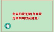 冬天的灵芝草(冬季灵芝草的功效及用途)