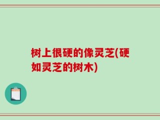树上很硬的像灵芝(硬如灵芝的树木)